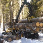 Esbosco - carico tronchi con forwarder. Biasi Legno