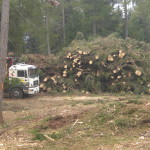 cippato lavori esbosco Biasi Legno